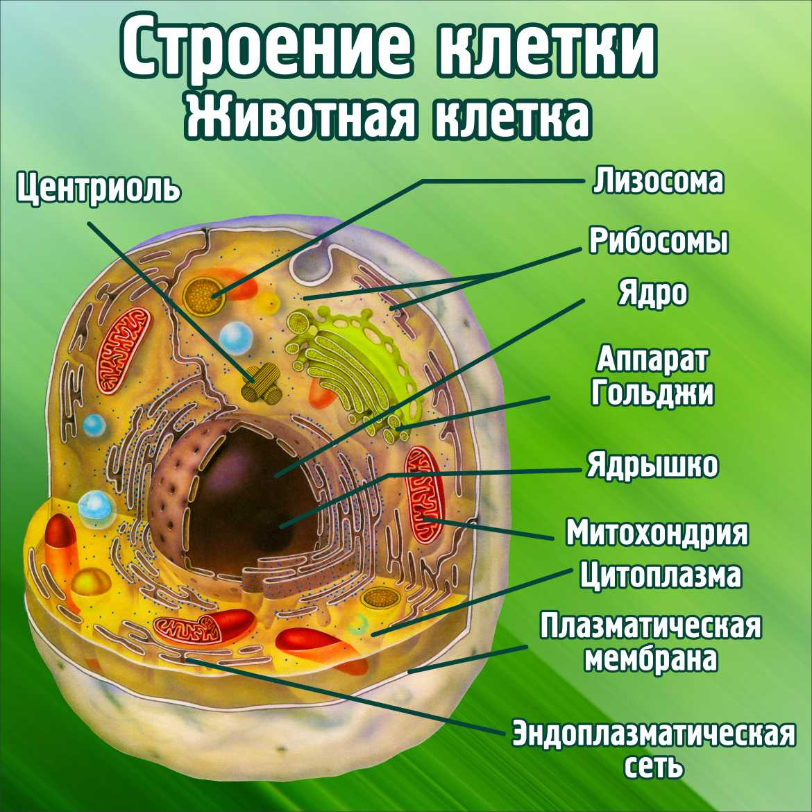 Стенд в кабинет биологии Строение клетки Животная клетка купить в Щёкино