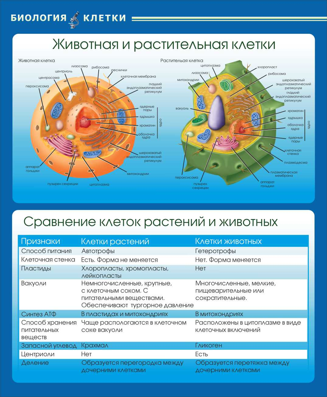 Животная и растительная клетки Сравнение клеток растений и животных в Щёкино